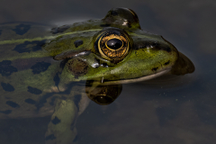Frog - Lake Kerkini, Greece