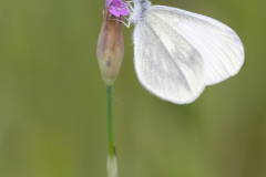 Butterfly - Lake Kerkini, Greece