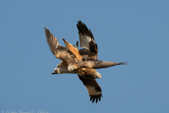 Red Kite Conflict