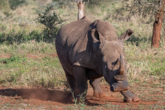 Rhino