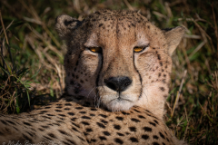 Portrait of a Cheetah