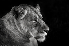 Portrait of a Lioness