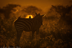 Oxpecker on Zebra
