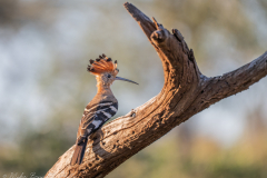 Hoopoe