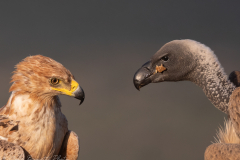 Face Off