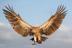 White-Backed Vulture