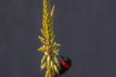 Scarlet Breasted Sun-Bird