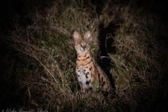 Serval