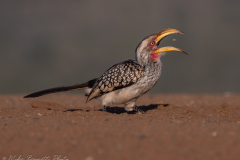 Hornbill