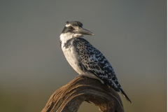Pied Kingfisher on Perch