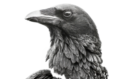 Pied Crow