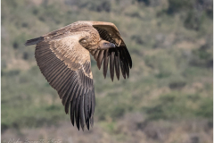 White-backed Vulture