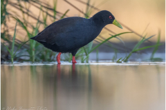 Black Crake