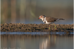 Three-banded Plover