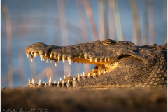 Crocodile