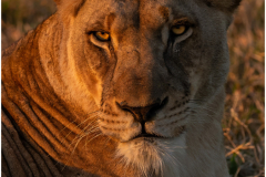 Lioness