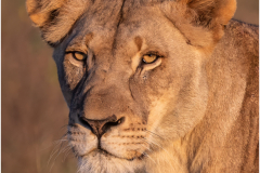 Portrait of a Lioness