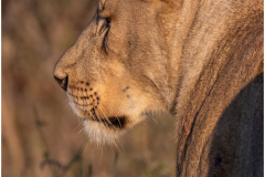 Lioness