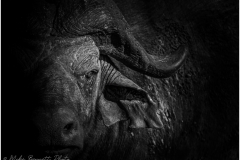 Cape Buffalo
