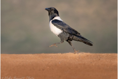 Pied Crow