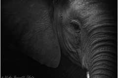 African Elephant
