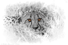 Female Cheetah