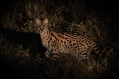 Serval