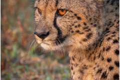 Female Cheetah Portrait