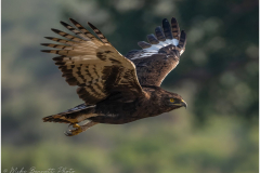 Long Crested Eagle