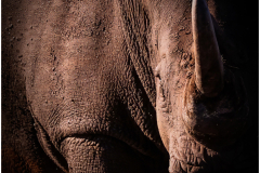 White Rhino