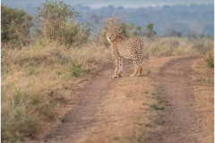 Male Cheetah
