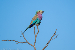 Lilac-breasted Roller