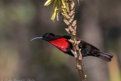 Scarlet Breasted Sun-Bird
