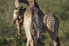 Giraffe Necking