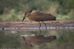 Hamerkop
