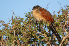 Burchell's Coucal