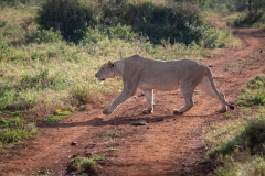 Lioness