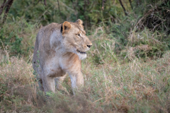 Lioness