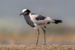 Blacksmiths Lapwing