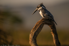 Pied Kingfisher