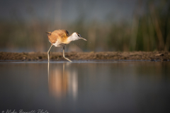 Jacana