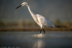 Little Egret