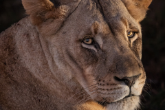 Lioness