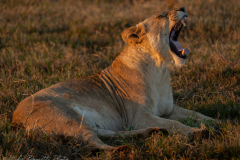 Lioness