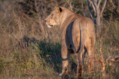 Lioness