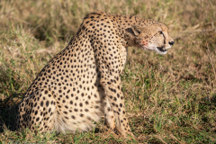 Male Cheetah