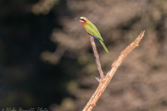 White-fronted Bee-eater
