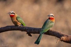 White-fronted Bee-eater