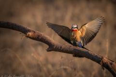 White-fronted Bee-eater