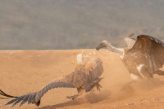 Battle of the White-Backed Vultures